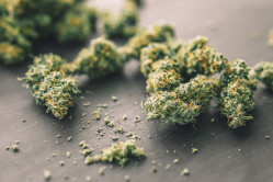 Qui propose du THC-S puissant et légal